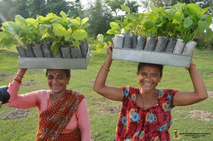 carrying trees